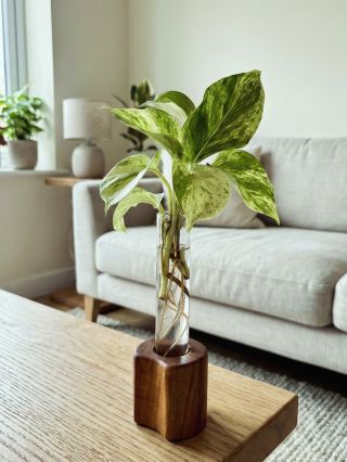 Nová rastlina na obzore! 🌿 Náš drevený stojan na zakoreňovanie zo slivkového dreva je tá najkrajšia cesta, ako úspešne...